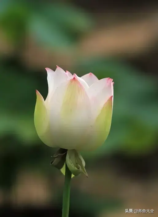 莲花的别称有哪些，莲花的别称有哪些拼音（ 太齐全太珍贵了）