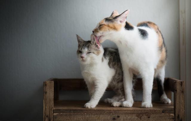 猫咪嗓子哑了怎么回事，猫咪嗓子哑了怎么办（猫妈妈苦找18小时）