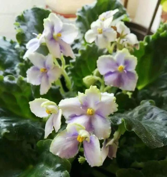 鸟尾花的繁育管理，鸟尾花 花期（30种耐阴花）