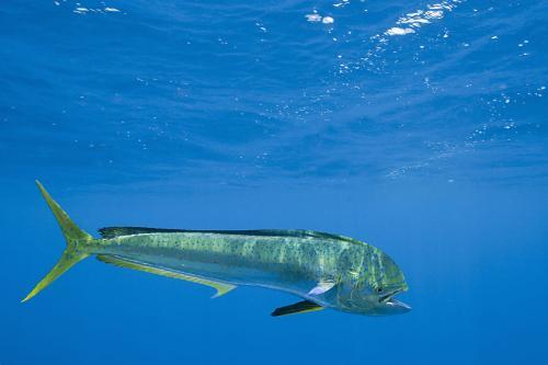 飞虎鱼是什么，飞虎鱼百度百科（美国渔民观察鱼群后打捞出价值百万毒品）