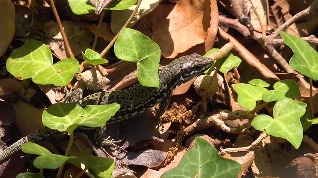 蜥蜴人为什么怕中国，蜥蜴人对华夏文明的巨大影响（农村中的蜥蜴越来越少）