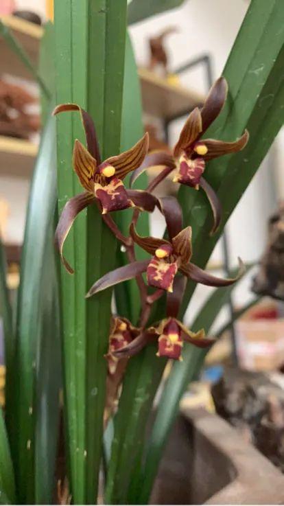 鸟尾花的繁育管理，鸟尾花 花期（30种耐阴花）