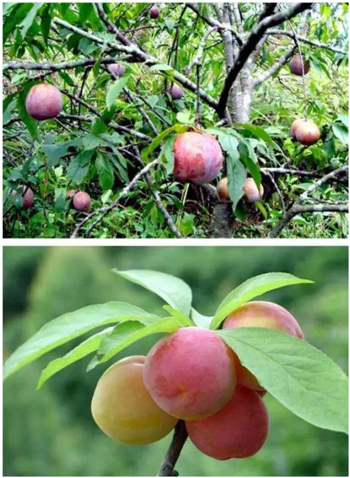 湖南有哪些特色水果，湖南人最全山里野果子