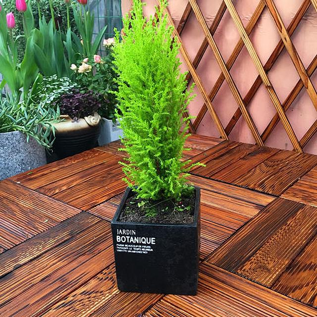 香松盆栽的含义介绍，香松盆栽与风水（养护香松盆栽期间应该注意些什么）