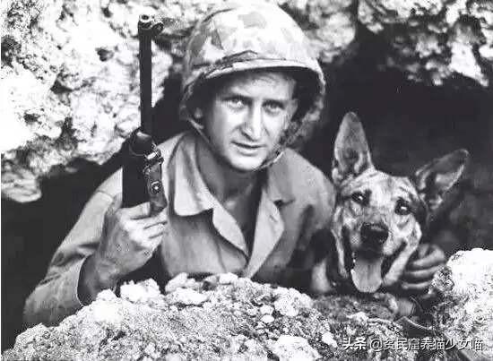 日军与德军哪个更恶毒，日军怕德军吗（为啥战争中常常用狗做间谍）