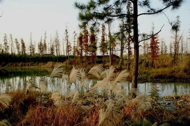 西沙湿地公园在哪，西沙湿地公园在哪个位置（崇明西沙、苏州太湖......长三角71个国家级湿地公园了解一下）