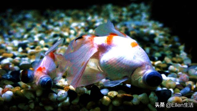 金鱼的图片大全，金鱼图片微信头像（其实他还有着美好的寓意）