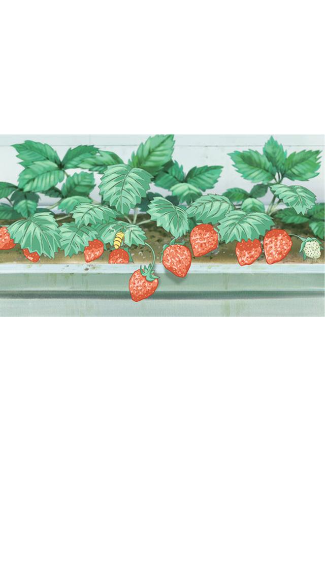 动漫人物白底图片，动漫白底头像微信（精选白底手绘动漫手机壁纸）