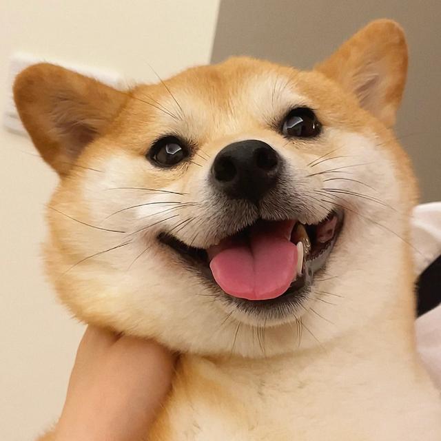 柴犬头像/你咋害不睡捏 ​​​微信，柴犬头像/你咋害不睡捏 ​​​（表情包：狗狗柴犬头像 ​​​）