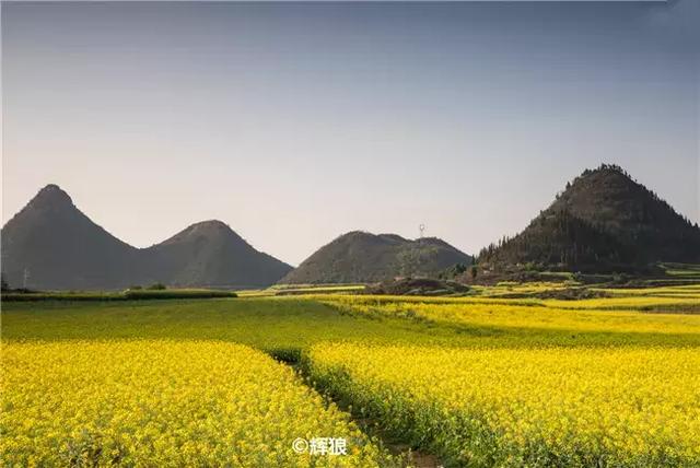 油菜花开的季节，适合家庭室内养的花与绿植（2019年全国油菜花开放时间表）
