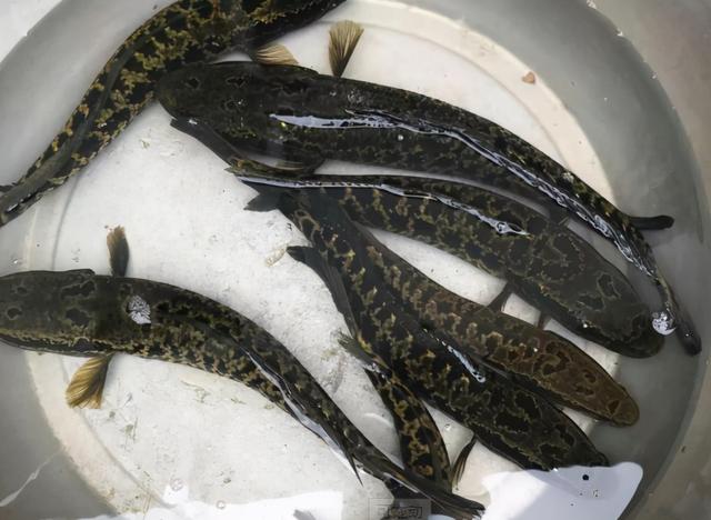 黑鱼又叫什么鱼名称,黑鱼是什么鱼(黑鱼的"哀嚎":民间尊为孝鱼)