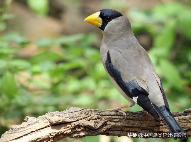 黑头蓝尾巴是什么鸟(中国蜡嘴雀属鸟类)