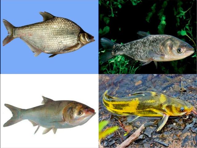 昂刺鱼图片，红烧昂刺鱼怎么做（从繁育到养殖，饲育管理是关键）