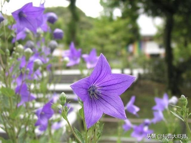 熏衣草的花语是什么，薰衣草的花语和寓意（终于收集齐全了传说中的花语全套）