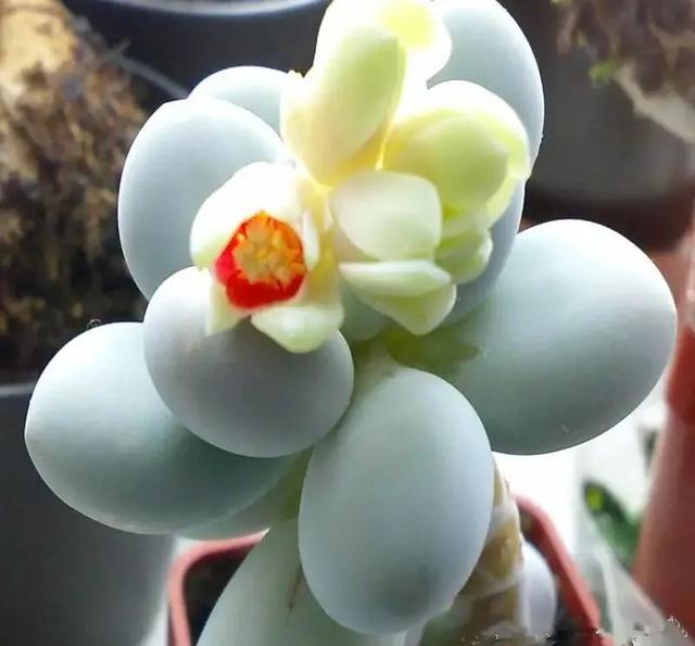 多肉十大美人系列，十大漂亮多肉（盘点盘点多肉界的“美人”们）