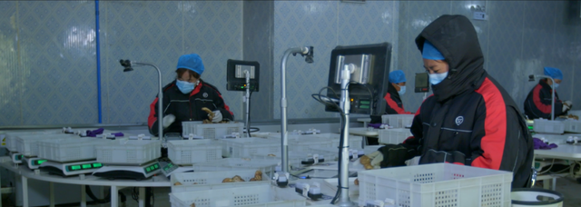 松茸怎么保存，松茸怎么保存冰箱（家有松茸，怎么保存）