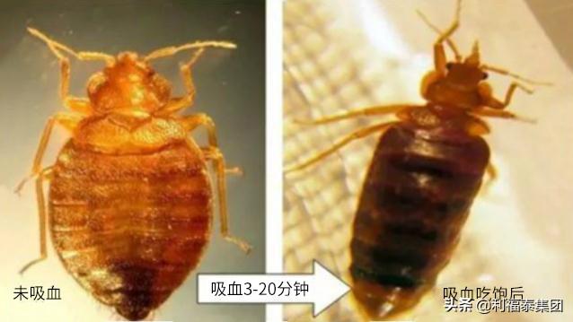 什么臭虫药最好、可以根治的臭虫药，什么药专治臭虫（家里喷什么能驱赶臭虫）