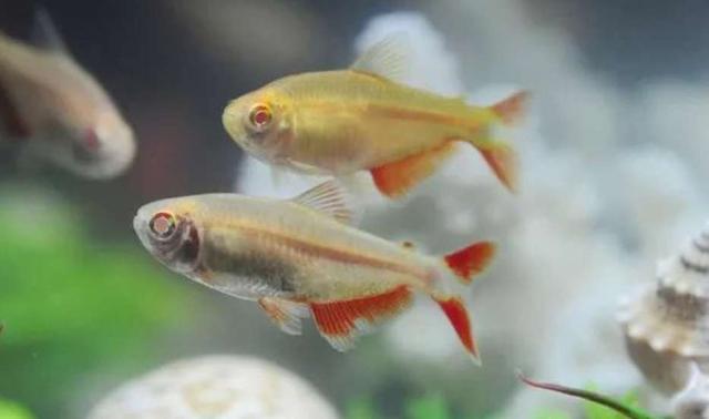 彩裙鱼是染色的吗，彩裙鱼可以活多久（下列这一类别的小型热带鱼）