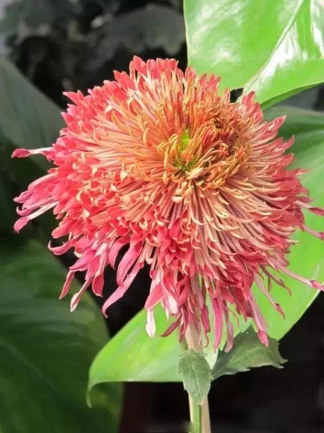 世界最美菊花80种太美了，金秋十月赏菊花——世界最美菊花80种送给您