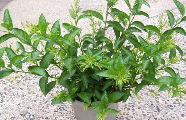 除虫菊真的驱蚊吗（十种常见的驱蚊植物介绍）