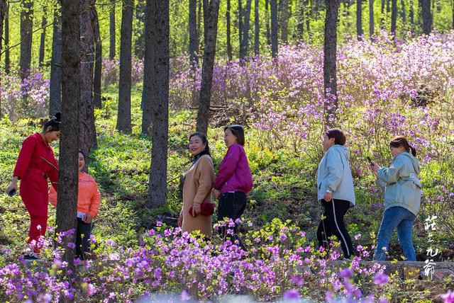 映山红和杜鹃花的区别，映山红和杜鹃花的区别是什么（红杜鹃、映山红、金达莱）
