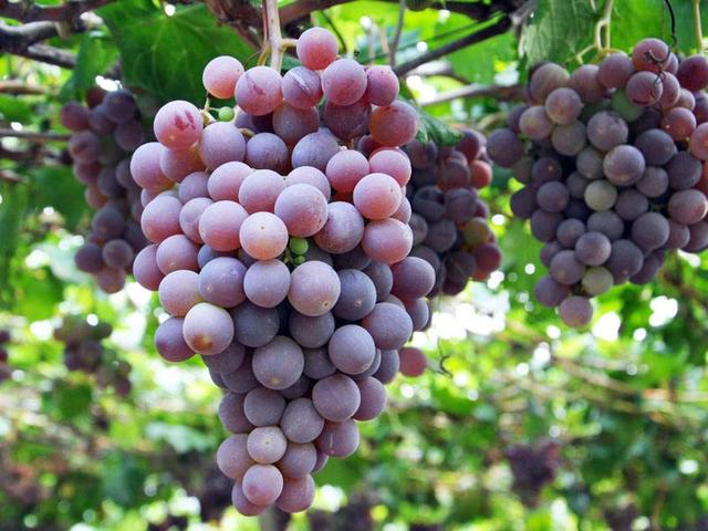 葡萄的产地是哪里，葡萄的产地是哪里喜欢的原因（请认清这5个产地）