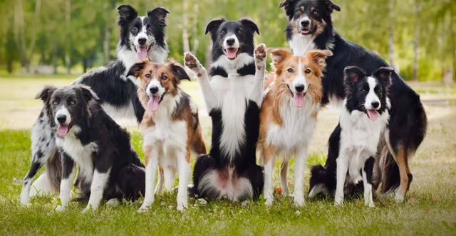 边境牧羊犬智商，边境牧羊犬智商高吗（“智商界老大”边境牧羊犬）