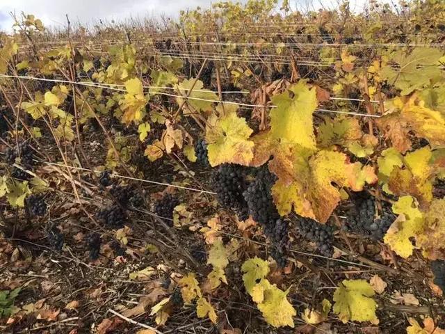 香槟王和黑桃a哪个好，香槟王p2和p3的区别（香槟王唐培里侬的酿造神话）