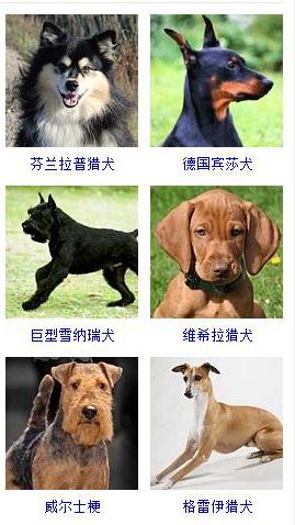 小狗的品种大全及图片大全,小型犬种类图片及名称(再也不用担心叫不出