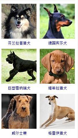 大全,小型犬种类图片及名称(再也不用担心叫不出宠物狗的品种名称了)