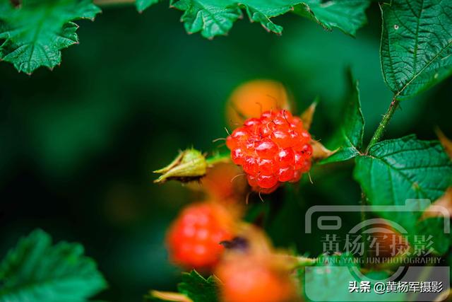 茅梅功效和作用，白茅的功效与作用点的功效与作用（江西人最喜欢的乡村野果）