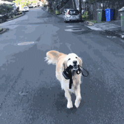 养狗需要做哪些方面的准备，养狗之前需要准备什么（养狗狗所需的“物品清单”）