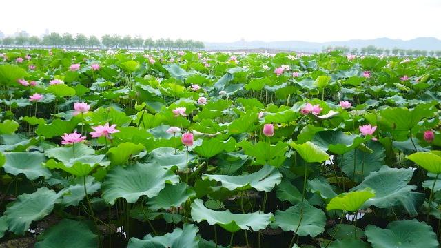 杭州旅游景点有哪些景点？盘点杭州旅游10大景区，建议收藏