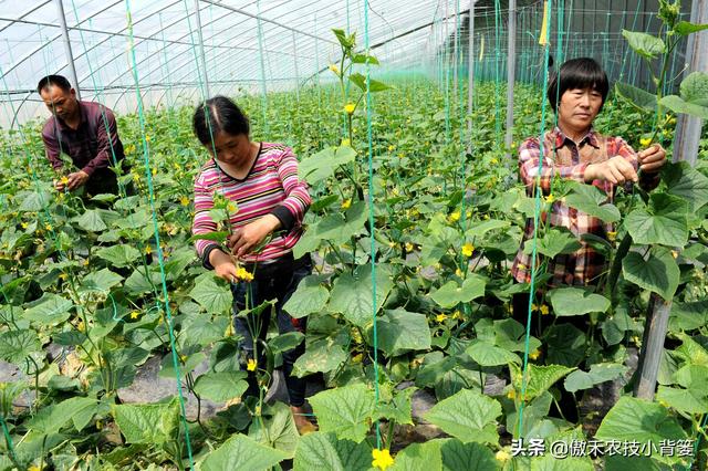 腐殖酸主要原料是什么，腐植酸的十大作用（你可能对腐植酸的认识与使用有误区）