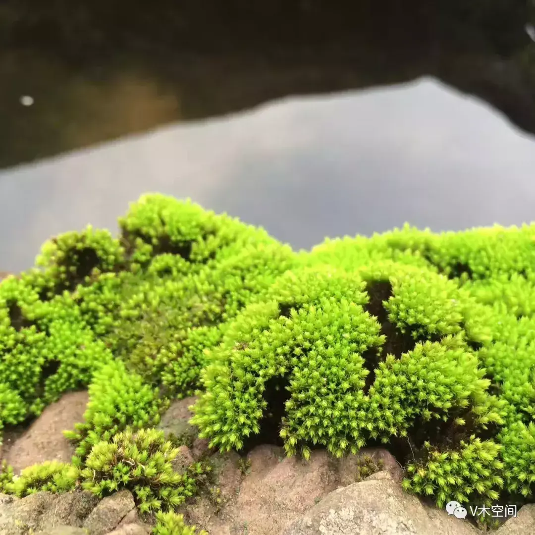 藓怎么组词，身边的苔藓植物——砂藓