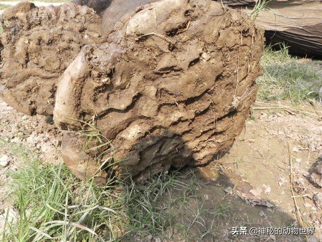 小猫和大象的脚印分别像什么，小猫和大象的脚印分别像什么样子（它们用脚尖在走路）