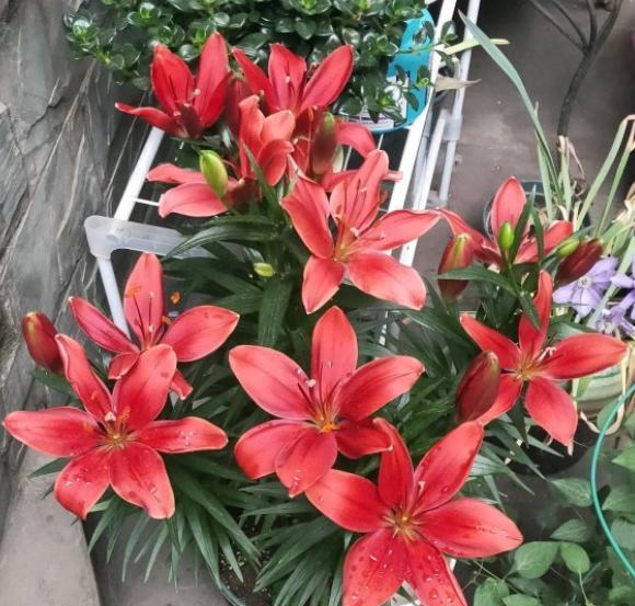 百合花开完花后植株如何处理，百合开完花后怎么处理（开完花的百合花别扔）