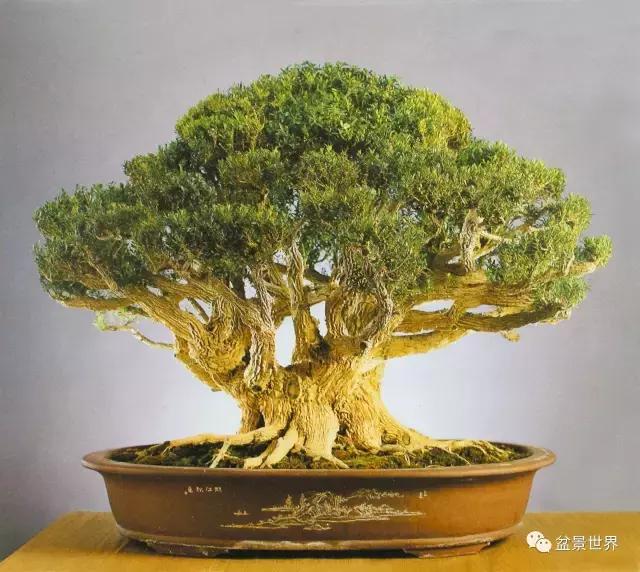 黄杨木盆景养护注意事项，怎样养黄杨木盆景（一组黄杨盆景精品欣赏）