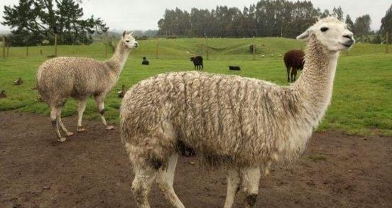 哺乳动物有哪些，世界上哺乳类动物有哪些（哺乳类动物和图片）