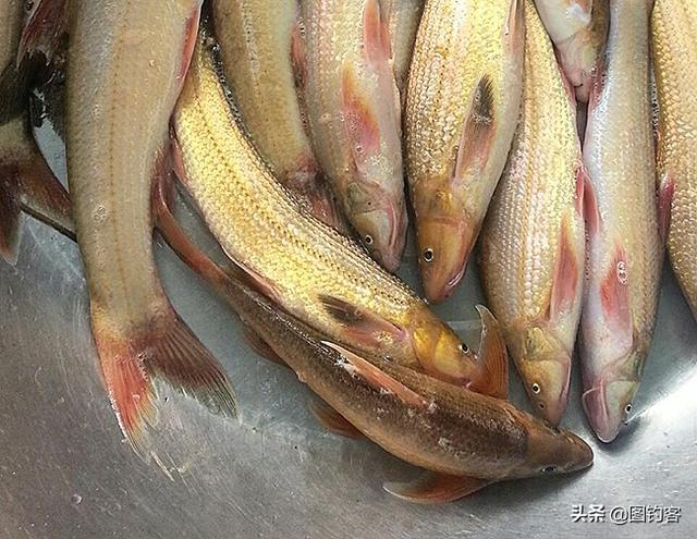长江三鲜是哪三鲜，长江刀鱼图片（你知道中国名贵淡水鱼有哪些）