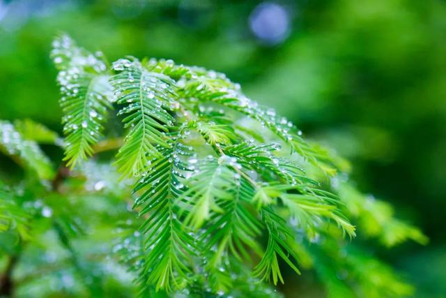 含有雨字的诗句有哪些，含有雨字的诗句有哪些二年级（8首最美的春雨诗词）