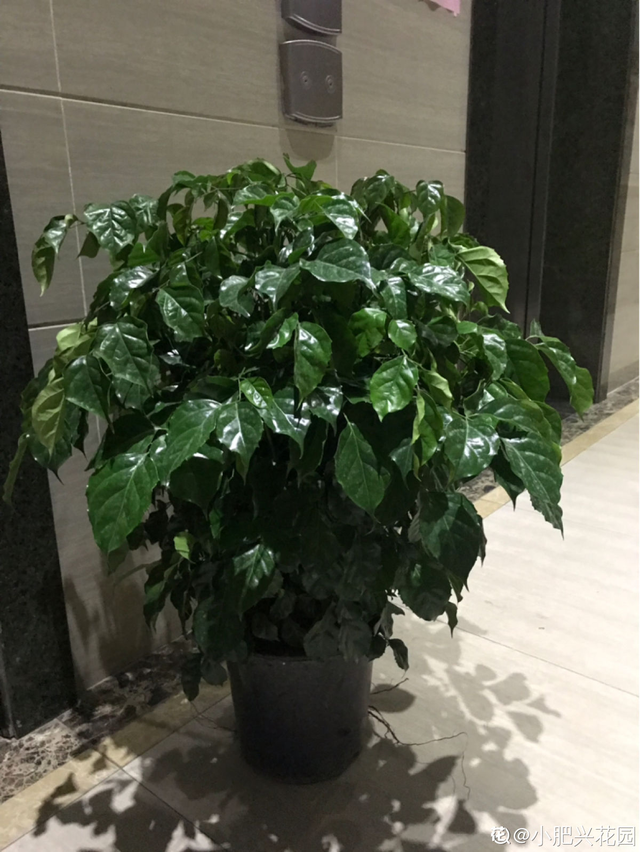 植物有哪些种类名称，植物都有哪些种类名称（80种常见植物图解）