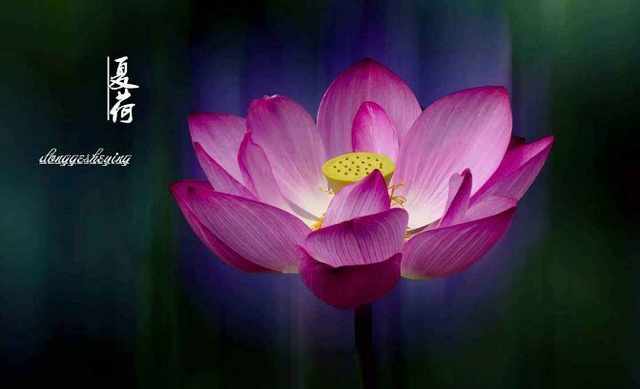 遇事生风是什么生肖，遇事生风是什么生肖今晚开什么生肖（日子越来越富贵的属相生肖）