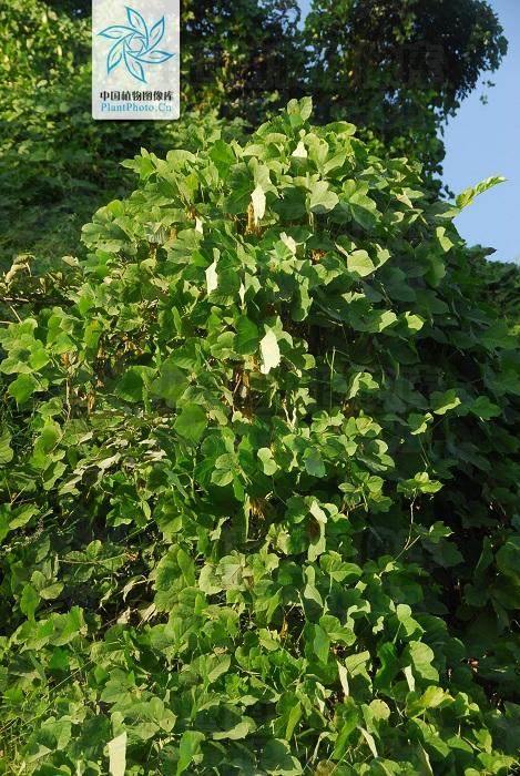 本草图经作者是谁，《本草图经》的作者（芎藭 蘼蕪 藁本）