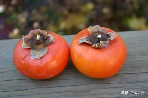 小柿子品种有哪些，非常小的柿子是什么品种（什么品种的柿子又甜又好吃）