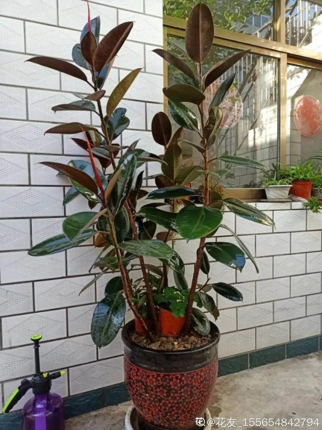 30种适合懒人养的花夏季，蹭蹭疯长、爆盆