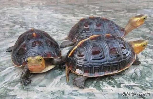 乌龟一般吃什么，家养的小乌龟一般吃什么（最全面的新手养龟攻略）