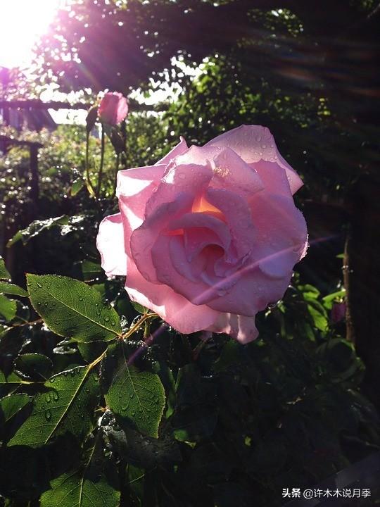 为什么盆栽月季都很难养活，月季花为什么不能进家（这些错误的方法你中了几个）