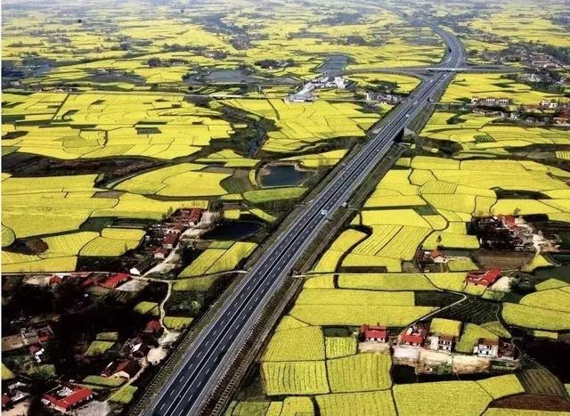 油菜花开的季节，适合家庭室内养的花与绿植（2019年全国油菜花开放时间表）