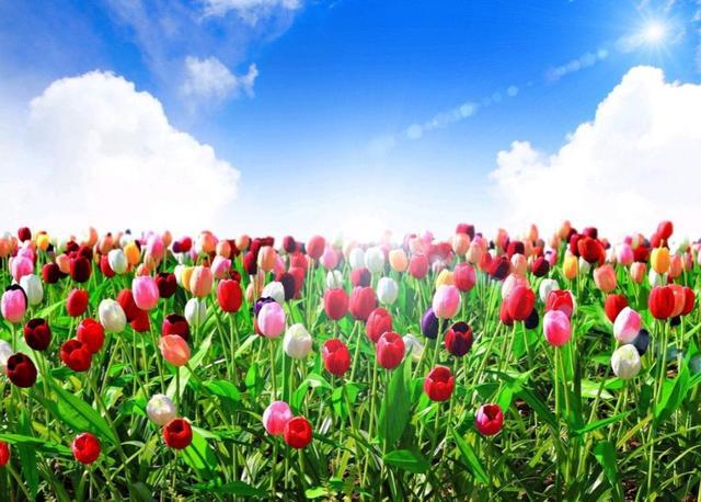 云想衣裳花想容是什么意思，云想衣裳花想容（云想衣裳花想艳）